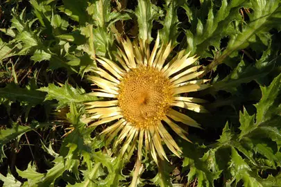 eguzkilore-bizkaia-regalos