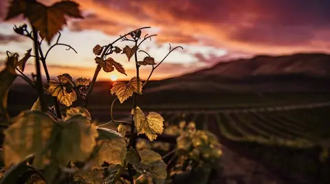 Disfruta de una estupenda jornada de vendimia en La Rioja