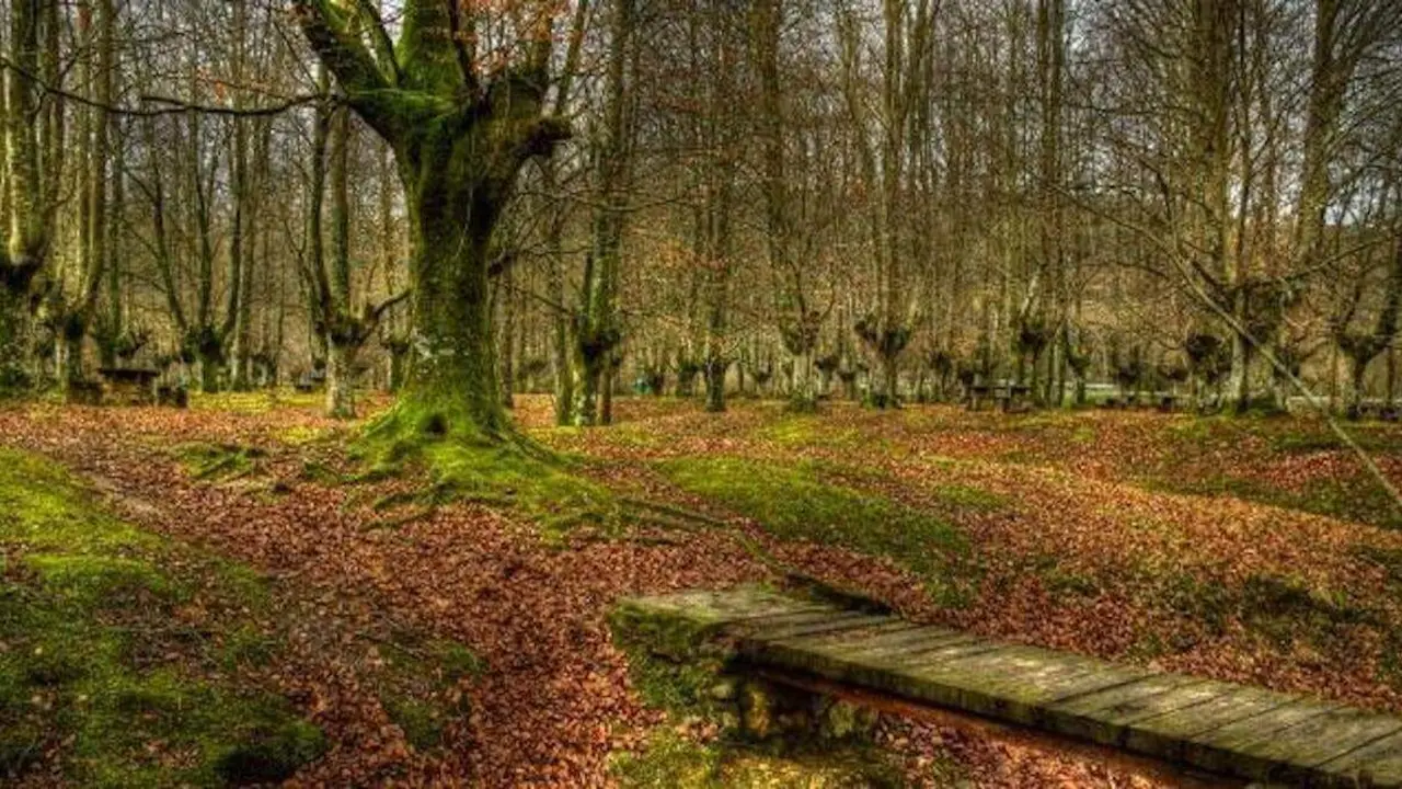 ruta hayedo otzarreta