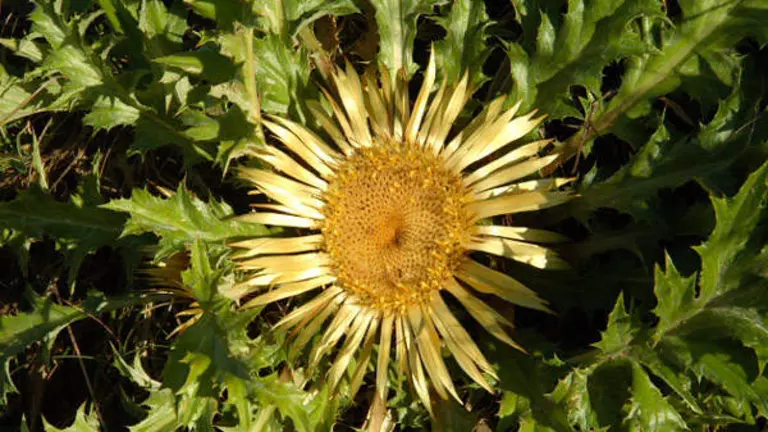 eguzkilore-bizkaia-regalos