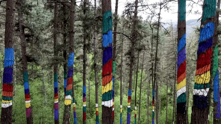 Bosque de Oma